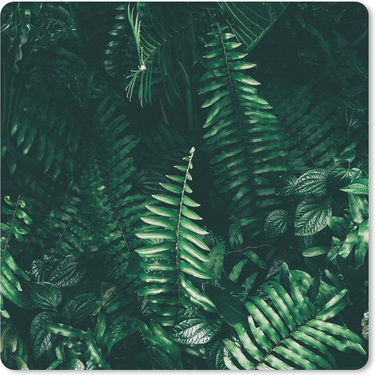 Muismat 20x20 cm - Mousepad Bladeren - Jungle - Natuur - Tropisch - Planten - Muismatten