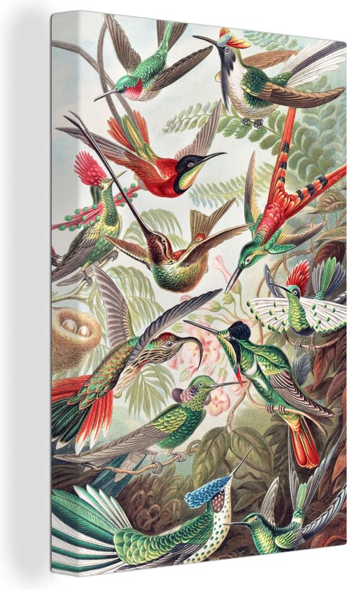 Canvas - Kolibrie - Vogels - Natuur - Kleurrijk - Muurdecoratie - Canvas schilderij - Schilderijen woonkamer - Ernst Haeckel - 40x60 cm