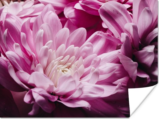 Poster Fleurs - Rose - Nature - 40x30 cm