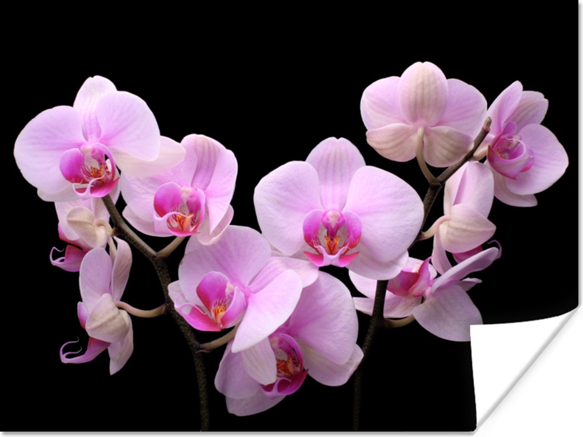 Poster Orchidee - Bloemen - Roze - Flora - 80x60 cm