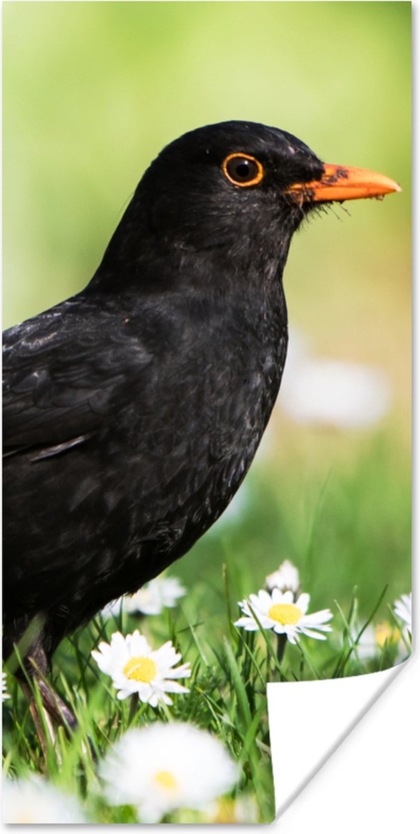 Poster Vogel - Merel - Bloemen - 40x80 cm