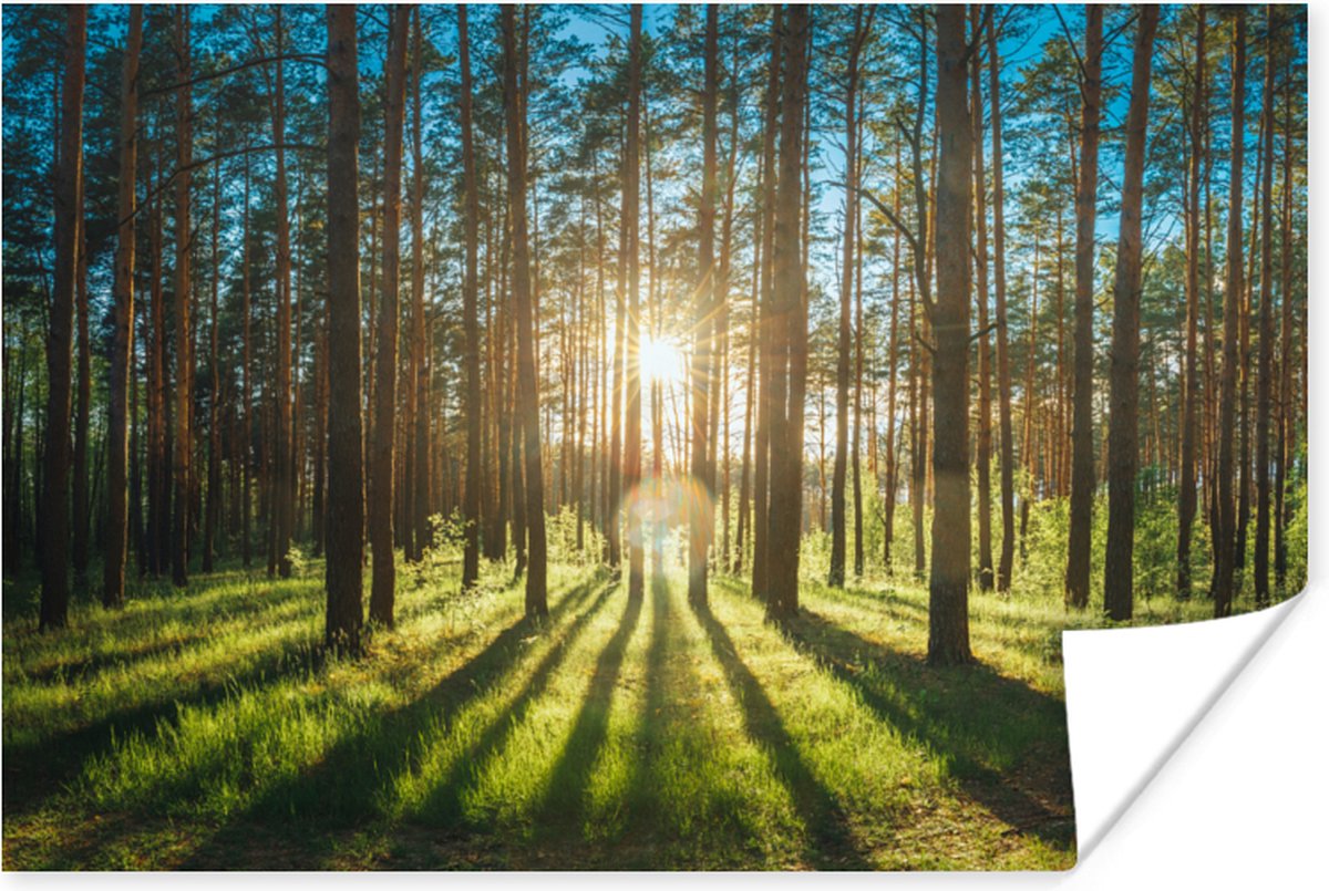 Poster Zon - Bomen - Landschap - Gras - 120x80 cm