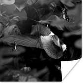 Poster Kolibrie tussen de roze bloemen en vlinders - zwart wit - 75x75 cm