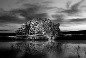 Fotobehang Leopard Feline Reflection Black | XL - 208cm x 146cm | 130g/m2 Vlies