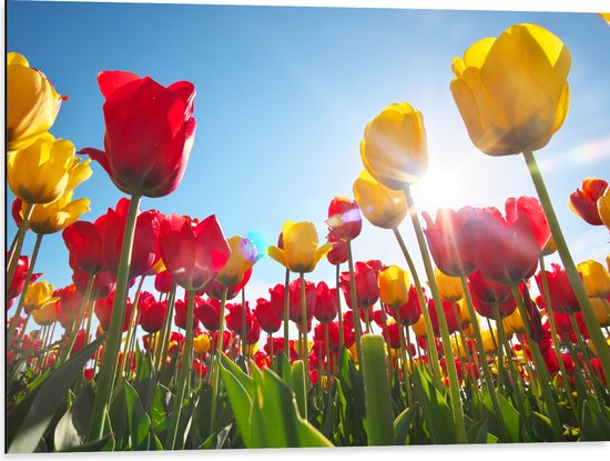 Dibond - Zonnestralen Vallend op Bloemenveld Vol Rode en Gele Bloemen - 80x60 cm Foto op Aluminium (Met Ophangsysteem)