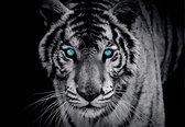 Fotobehang Tiger Animal | XXL - 312cm x 219cm | 130g/m2 Vlies