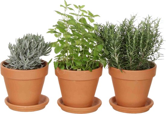 ZynesFlora - Italiaanse Kruidenplanten - 8 Stuks - Ø 12 cm - Hoogte: 12-15 cm - Buitenplant - Kamerplant - Tuinkruiden