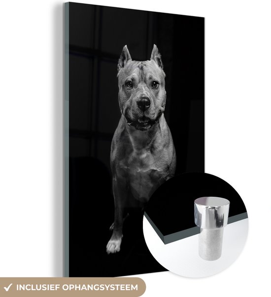 MuchoWow® Glasschilderij - Vooraanzicht van een mannelijke Amerikaanse staffordshire terriër - zwart wit - 40x60 cm - Acrylglas Schilderijen - Foto op Glas