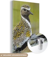 Gros plan d'un pluvier doré joliment coloré en Plexiglas 20x30 cm - petit - Tirage photo sur Glas (décoration murale en plexiglas)