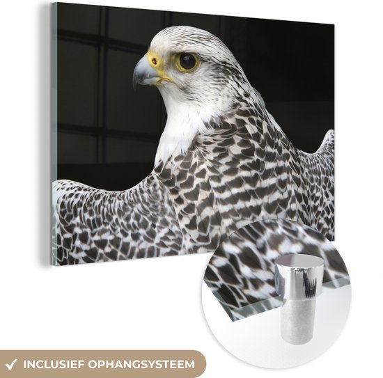 Fascinant gyr faucon regarde par-dessus son épaule Plexiglas 60x40 cm - Tirage photo sur Glas (décoration murale en plexiglas)