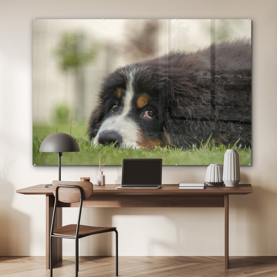 Berner couché sur la pelouse verte Plexiglas 180x120 cm - Tirage photo sur Glas (décoration murale plexiglas) XXL / Groot format!