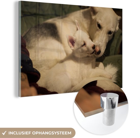 MuchoWow® Glasschilderij 60x40 cm - Schilderij acrylglas - Moeder met puppy - Foto op glas - Schilderijen