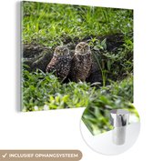 MuchoWow® Peinture sur verre - Deux Chevêches des terriers devant leur terrier - 160x120 cm - Peintures sur verre acrylique - Photo sur Glas