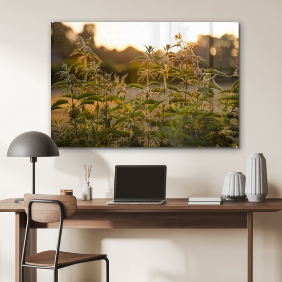 ® Glasschilderij 120x80 cm - Schilderij acrylglas - De zon gaat onder op de achtergrond bij een groep brandnetels - Foto op glas - Muurdecoratie woonkamer - Wanddecoratie slaapkamer - Schilderijen