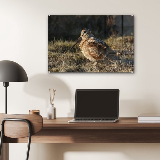 Belle bécasse dans un champ Plexiglas 60x40 cm - Tirage photo sur Glas (décoration murale plexiglas)
