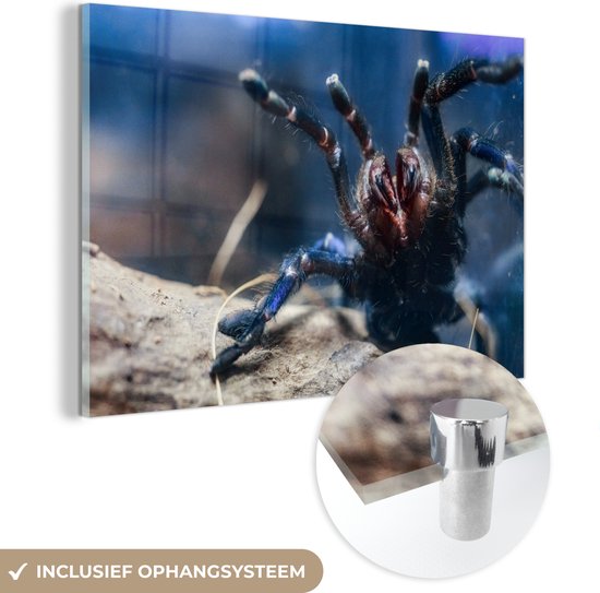 MuchoWow® Peinture sur verre 120x80 cm - Peinture sur verre - Tarentule en mode combat - Photo sur verre acrylique - Peintures