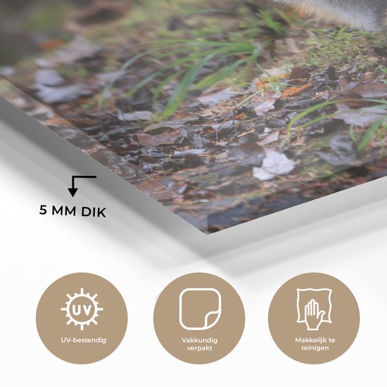 MuchoWow® Peinture sur verre - Renard - Forêt - Animal - 150x100 cm - Peintures sur verre acrylique - Photo sur Glas