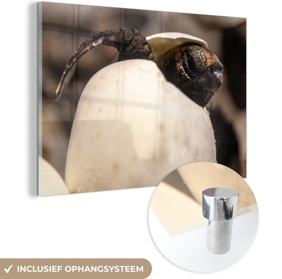 ® Glasschilderij 90x60 cm - Schilderij acrylglas - Schildpad - Baby - Ei - Foto op glas - Muurdecoratie woonkamer - Wanddecoratie slaapkamer - Schilderijen
