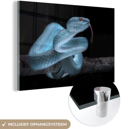 MuchoWow® Glasschilderij 90x60 cm - Schilderij acrylglas - Giftige blauwe slang - Foto op glas - Schilderijen