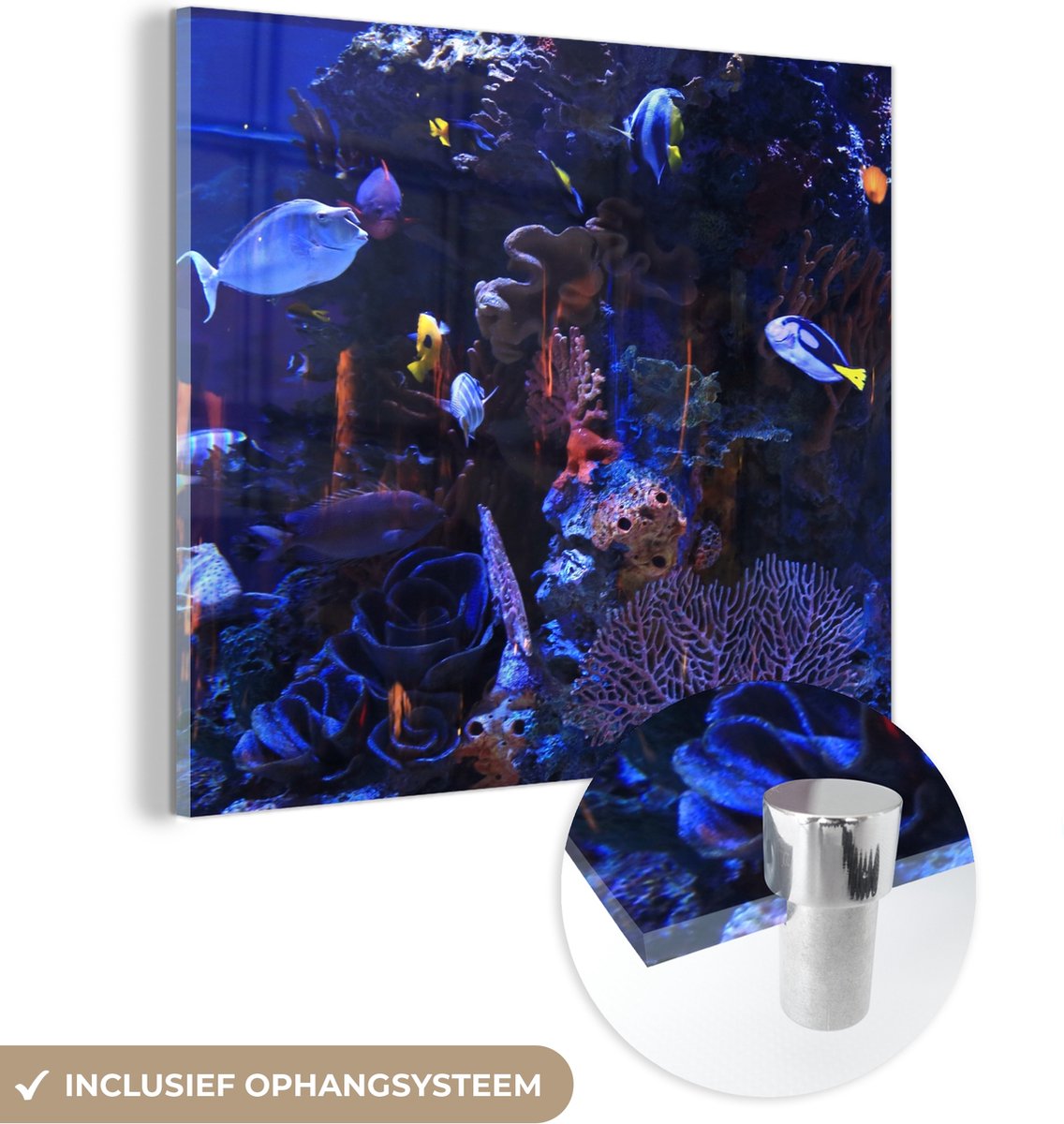 ® Glasschilderij 50x50 cm - Schilderij acrylglas - Tropisch zoutwateraquarium - Foto op glas - Muurdecoratie woonkamer - Wanddecoratie slaapkamer - Schilderijen