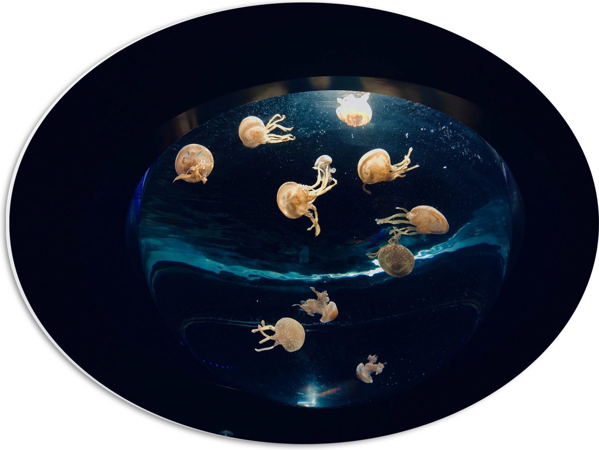 PVC Schuimplaat Ovaal - Groepje Oranjekleurige Kwallen in Bolvormig Aquarium - 56x42 cm Foto op Ovaal (Met Ophangsysteem)