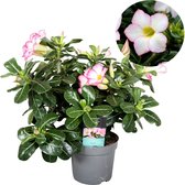 Plant in a Box - Adenium Obesum Pink Star - Roze Woestijnroos - Bloeiende Woestijnroos - Pot 13cm - Hoogte 30-40cm