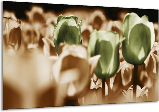 Canvas schilderij Tulpen | Bruin, Groen, Wit | | F002774