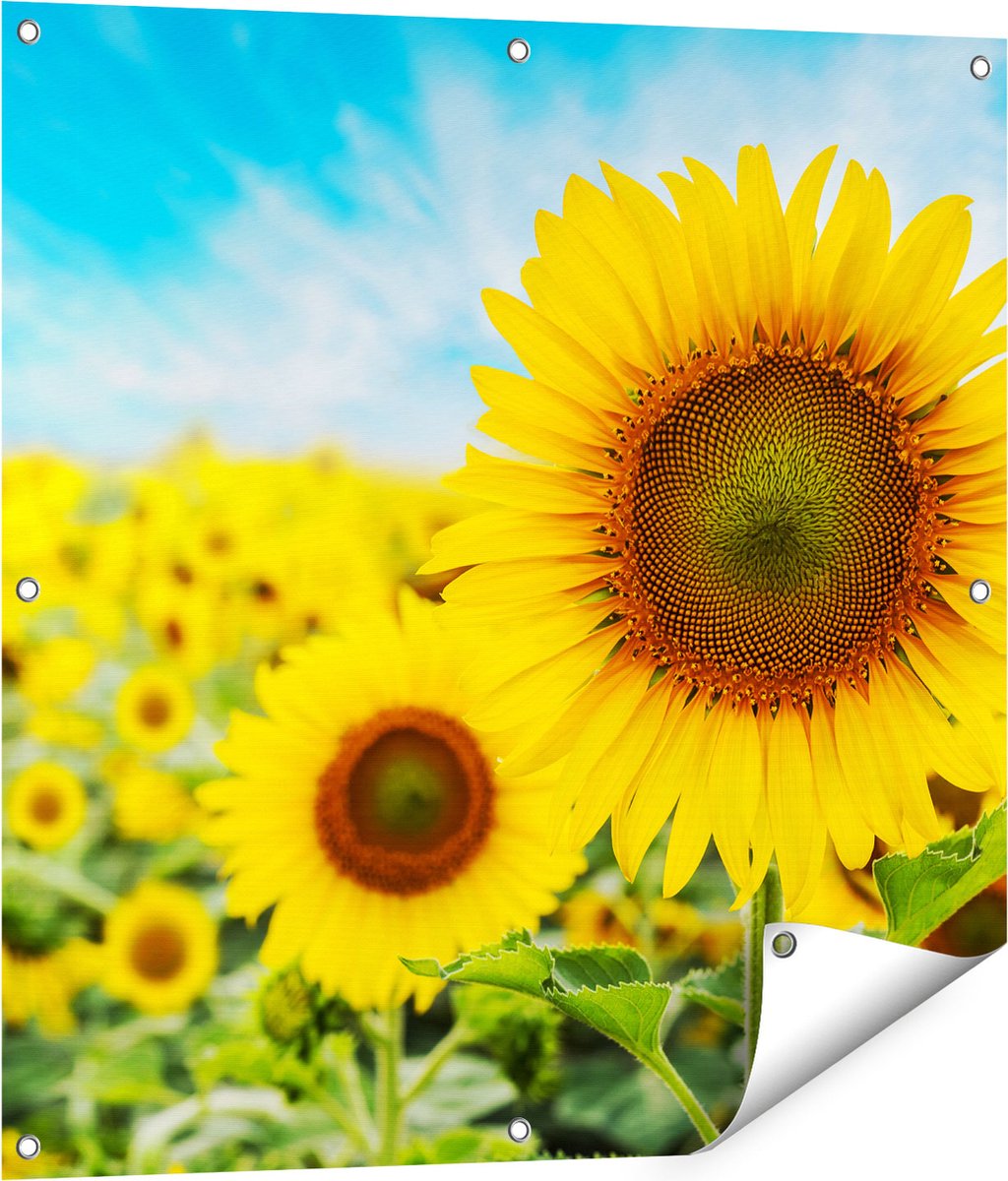 Gards Tuinposter Zonnebloemen Veld - 80x80 cm - Tuindoek - Tuindecoratie - Wanddecoratie buiten - Tuinschilderij Multikleur