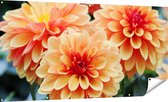 Gards Tuinposter Oranje Dahlia Bloemen - 180x90 cm - Tuindoek - Tuindecoratie - Wanddecoratie buiten - Tuinschilderij