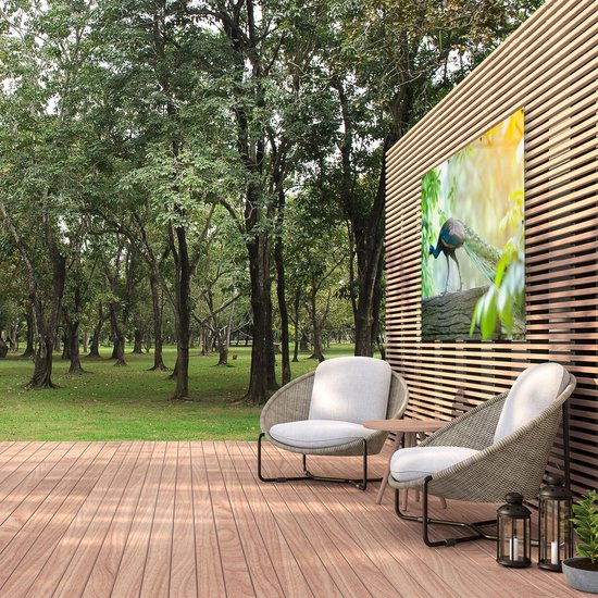 Affiche de jardin du Gards Paon marchant sur une branche dans la nature - 150x100 cm - Toile de jardin - Décoration de jardin - Décoration murale extérieur - Tableau de jardin