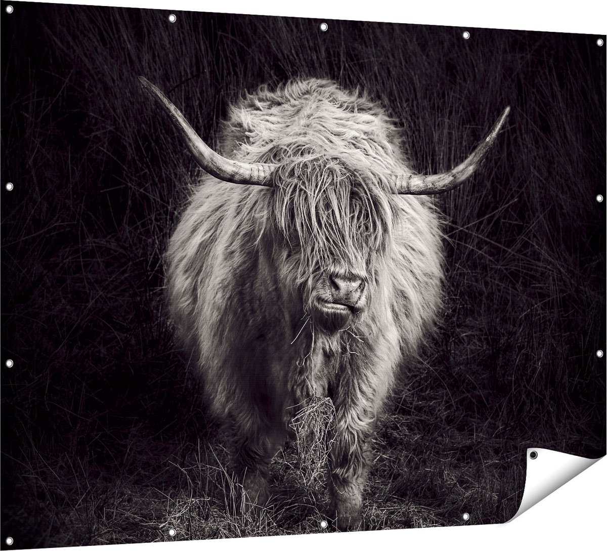 Gards Tuinposter Schotse Hooglander Koe - Zwart Wit - 160x120 cm - Tuindoek - Tuindecoratie - Wanddecoratie buiten - Tuinschilderij Multikleur