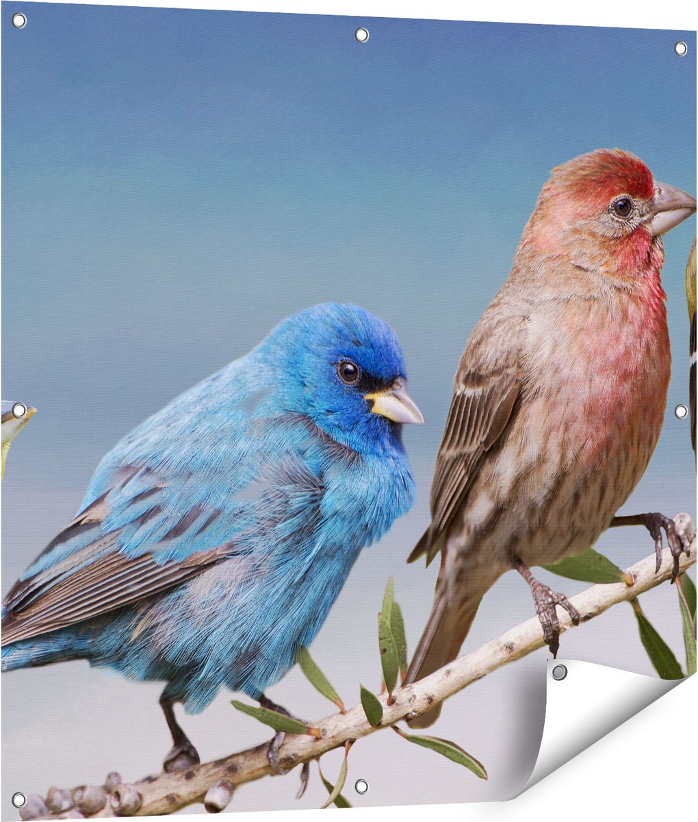 Gards Tuinposter Kleurrijke Zangvogels op een Tak - Kleur - 90x90 cm - Tuindoek - Tuindecoratie - Wanddecoratie buiten - Tuinschilderij Multikleur