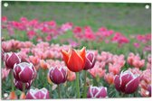 Tuinposter – Veld Vol Bloeiende Tulpen in Verschillende Kleuren Roze - 75x50 cm Foto op Tuinposter (wanddecoratie voor buiten en binnen)