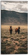 Dibond - Twee Ezeltjes in Landschap onder aan de Berg - 50x100 cm Foto op Aluminium (Met Ophangsysteem)