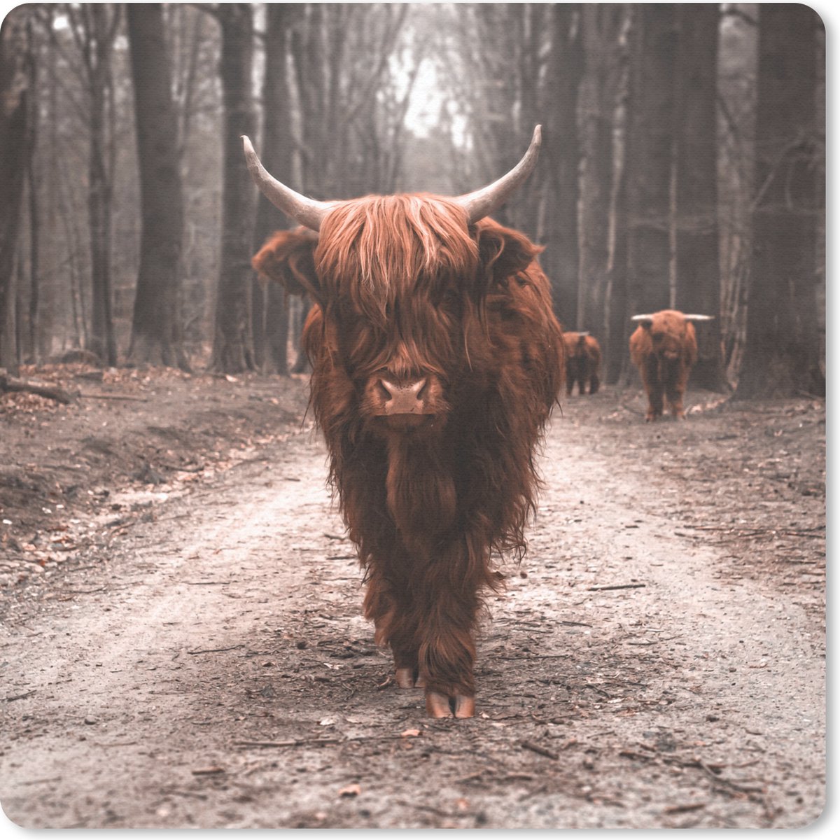 Muismat 20x20 cm - Mousepad Schotse hooglander - Bos - Koe - Dieren - Natuur - Muismatten