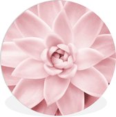 Bloem - Rose - Nature - Plante 6