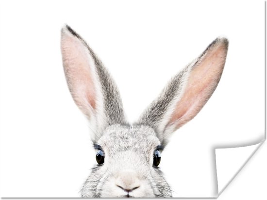 Poster Lapin - Animaux - Nature - Wit - 160x120 cm XXL