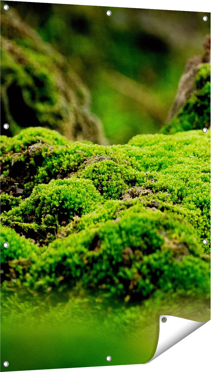 Gards Tuinposter Groen Mos - 80x120 cm - Tuindoek - Tuindecoratie - Wanddecoratie buiten - Tuinschilderij Multikleur