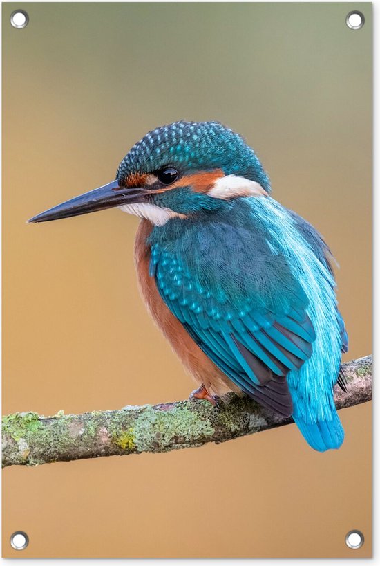 Tuinposter ijsvogel - Tuindecoratie vogels - 120x180 cm - Dieren poster voor in de Tuinposter ijsvogel - Tuindecoratie vogels - 120x180 cm - Dieren poster voor in de