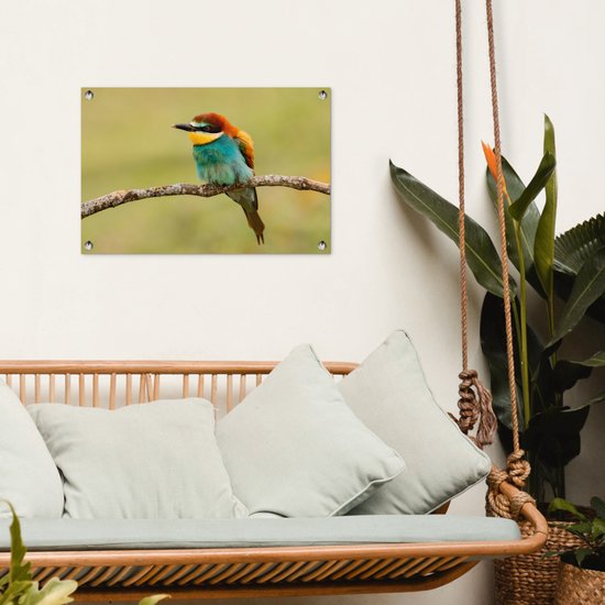 Affiche de Jardin Vogel - Guêpier - Animaux - 60x40 - Toile jardin - Affiche extérieure