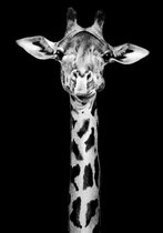 Dark Giraffe Aluminium 80x120 cm zwart wit dieren wanddecoratie