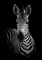 Dark Zebra Aluminium 70x100 cm zwart wit dieren wanddecoratie