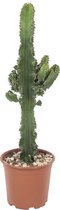 Euphorbia cactus