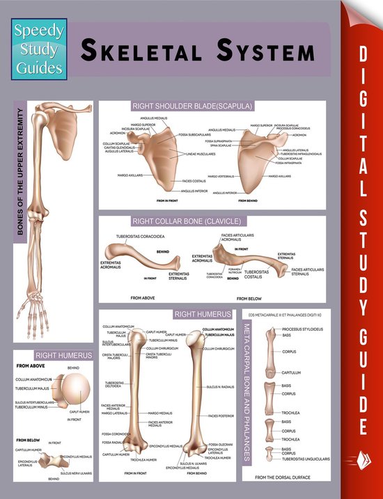 Skeletal System (Speedy Study Guides) - cover