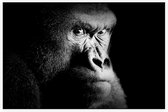 Silverback gorilla op zwarte achtergrond - Foto op Akoestisch paneel - 225 x 150 cm