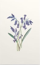 Hyacinthus (Hyacinth) - Foto op Forex - 30 x 45 cm