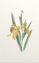 Gele Iris (Yellow Iris) - Foto op Forex - 100 x 150 cm