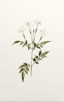 Valse Jasmijn (Jessamine White) - Foto op Forex - 40 x 60 cm