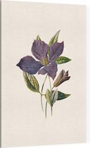 Clematis (Purple Clematis White) - Foto op Canvas - 100 x 150 cm