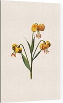 Turkse Lelie (Martagon Lily White) - Foto op Canvas - 40 x 60 cm